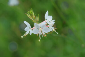 海の中道海浜公園の季節の花の写真