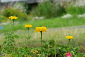 海の中道海浜公園の季節の花の写真
