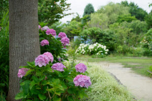 海の中道海浜公園の紫陽花の写真