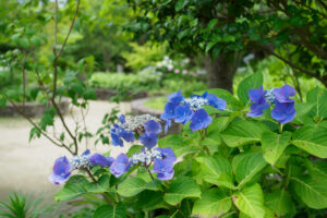 海の中道海浜公園の紫陽花の写真