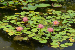 海の中道海浜公園の季節の花の写真