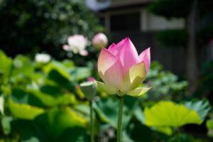 横田古代蓮園の蓮の写真