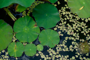 横田古代蓮園の蓮の写真