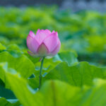 島津峯ヶ浦池公園の蓮の花の写真