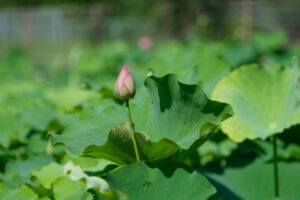 島津峯ヶ浦池公園の蓮の花の写真