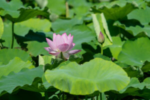 島津峯ヶ浦池公園の蓮の花の写真