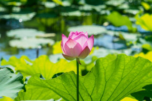 島津峯ヶ浦池公園の蓮の花の写真
