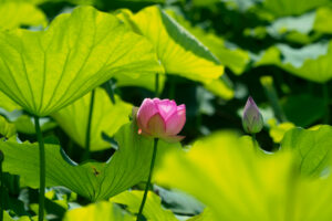 島津峯ヶ浦池公園の蓮の花の写真