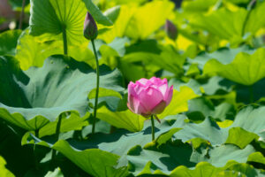 島津峯ヶ浦池公園の蓮の花の写真