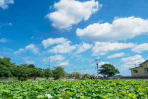 島津峯ヶ浦池公園の蓮の花の写真