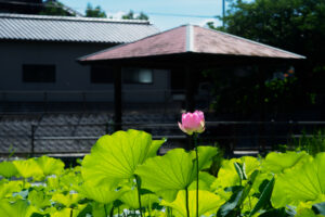 島津峯ヶ浦池公園の蓮の花の写真