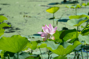 島津峯ヶ浦池公園の蓮の花の写真