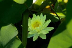 島津峯ヶ浦池公園の蓮の花の写真