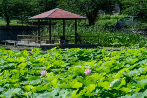 島津峯ヶ浦池公園の蓮の花の写真