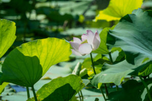 島津峯ヶ浦池公園の蓮の花の写真