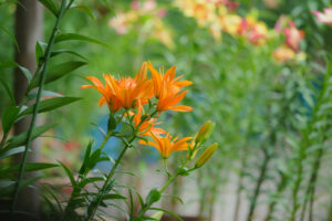 筥崎宮花庭園のユリの写真