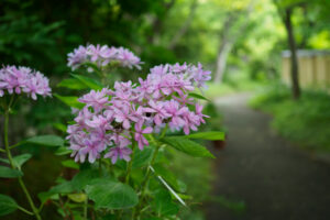 筥崎宮花庭園の紫陽花の写真