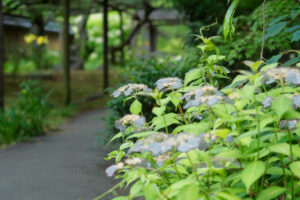 筥崎宮花庭園の紫陽花の写真
