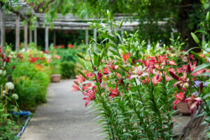 筥崎宮花庭園のユリの写真