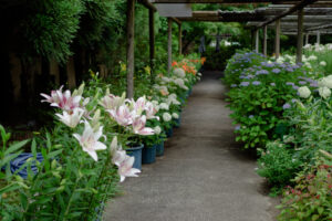 筥崎宮花庭園のユリの写真