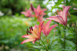 筥崎宮花庭園のユリの写真