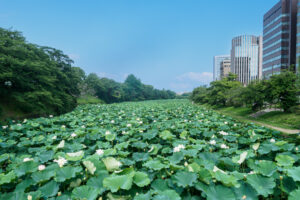 舞鶴公園の蓮の写真
