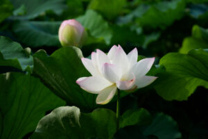 舞鶴公園の蓮の写真