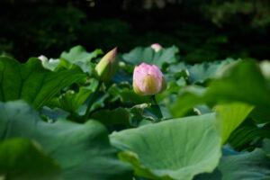 舞鶴公園の蓮の写真