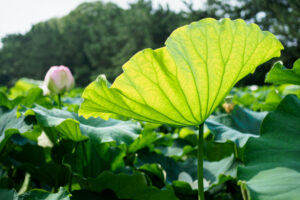 舞鶴公園の蓮の写真