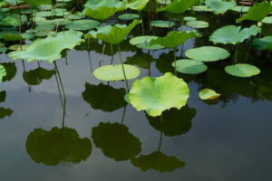 舞鶴公園の蓮の写真
