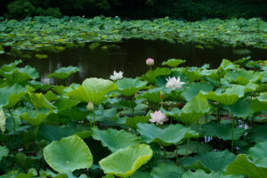 舞鶴公園の蓮の写真