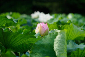 舞鶴公園の蓮の写真