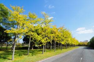 海の中道海浜公園の紅葉の写真