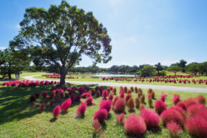海の中道海浜公園のコキアの写真