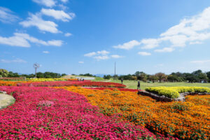 海の中道海浜公園の季節の花の写真