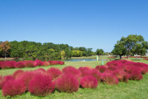 海の中道海浜公園のコキアの写真