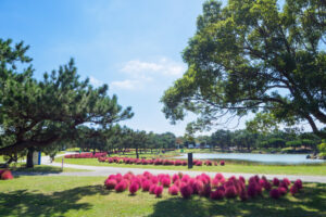 海の中道海浜公園のコキアの写真