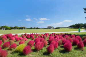海の中道海浜公園のコキアの写真