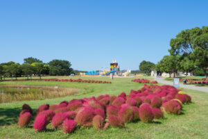 海の中道海浜公園のコキアの写真