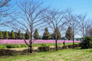 キリンビール福岡工場のコスモスの写真