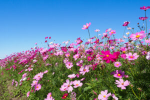 キリンビール福岡工場のコスモスの写真