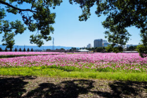 キリンビール福岡工場のコスモスの写真