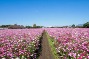 キリンビール福岡工場のコスモスの写真