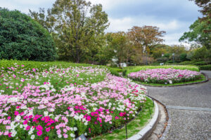 福岡市植物園のコスモスの写真