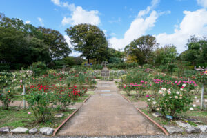 福岡市植物園のバラの写真