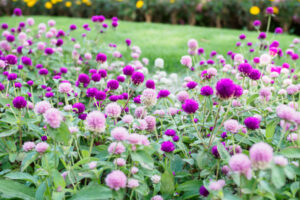 福岡市植物園の季節の花の写真