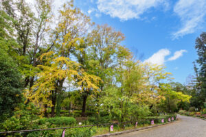 福岡市植物園の紅葉の写真