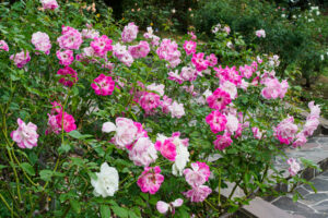 福岡市植物園のバラの写真