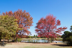 海の中道海浜公園の紅葉の写真