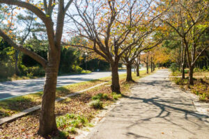 海の中道海浜公園の紅葉の写真